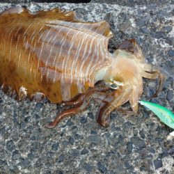 モンゴウイカとアオリイカ